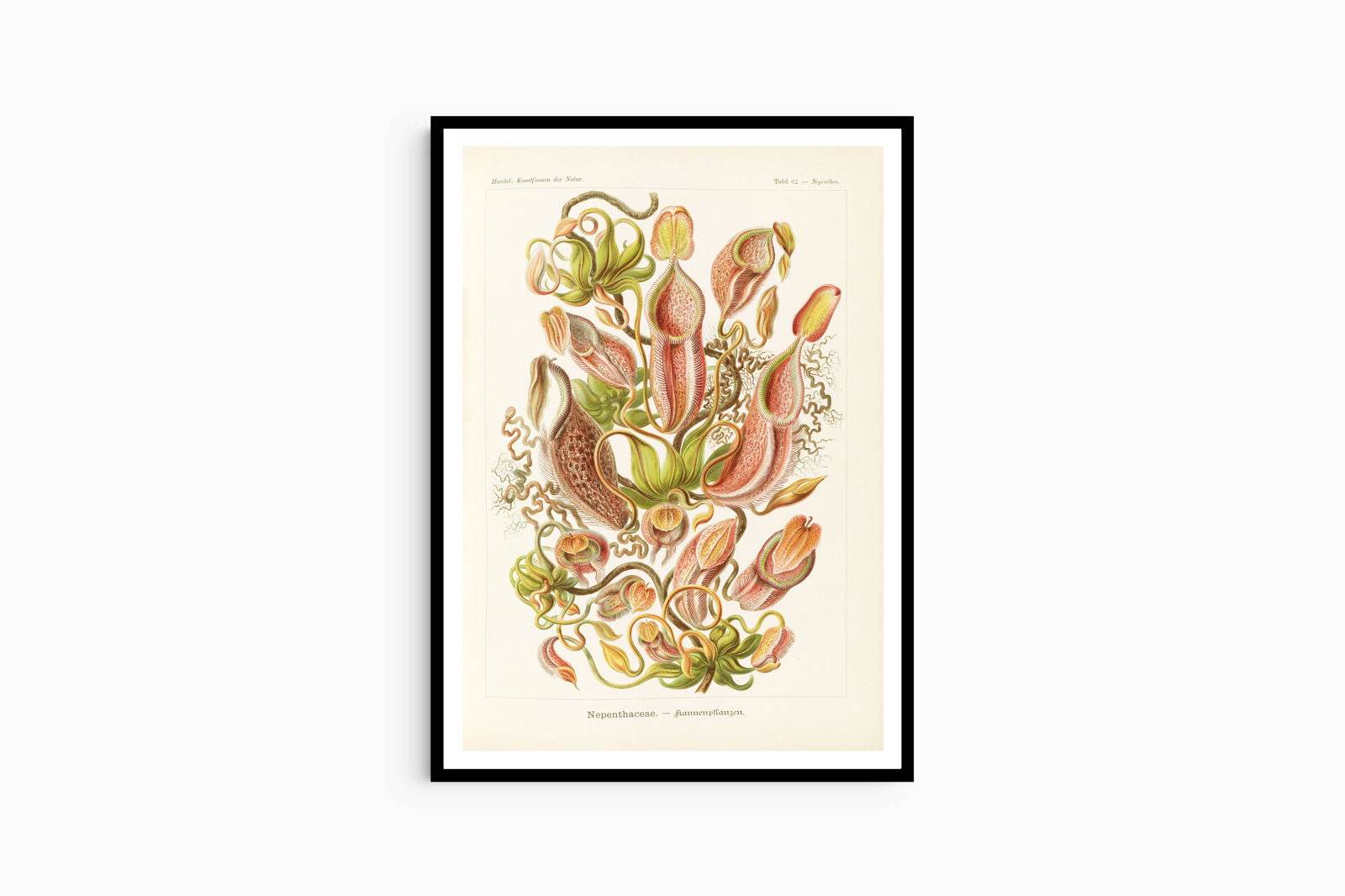 Ernst Haeckel - Nepenthaceae 'Kannenpflanzen' - Hakyarts
