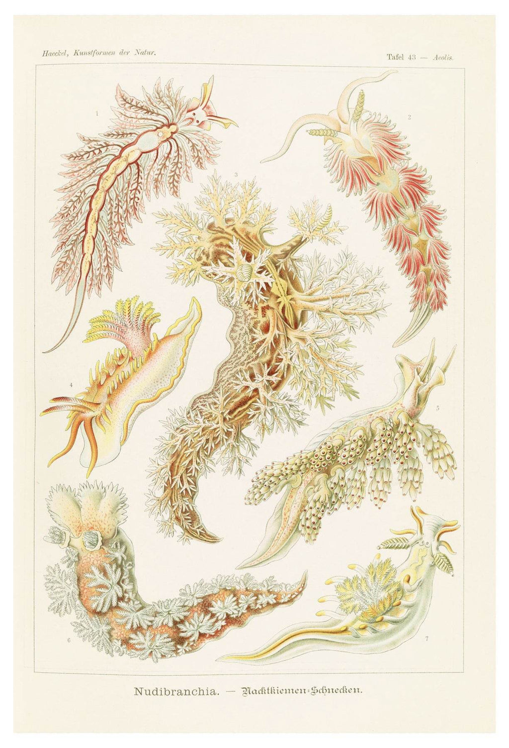 Ernst Haeckel - Nudibranchia 'Nacktkiemen-Schnecken' - Hakyarts