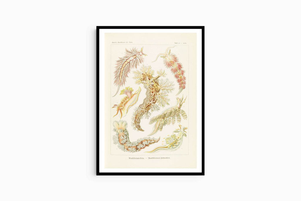 Ernst Haeckel - Nudibranchia 'Nacktkiemen-Schnecken' - Hakyarts