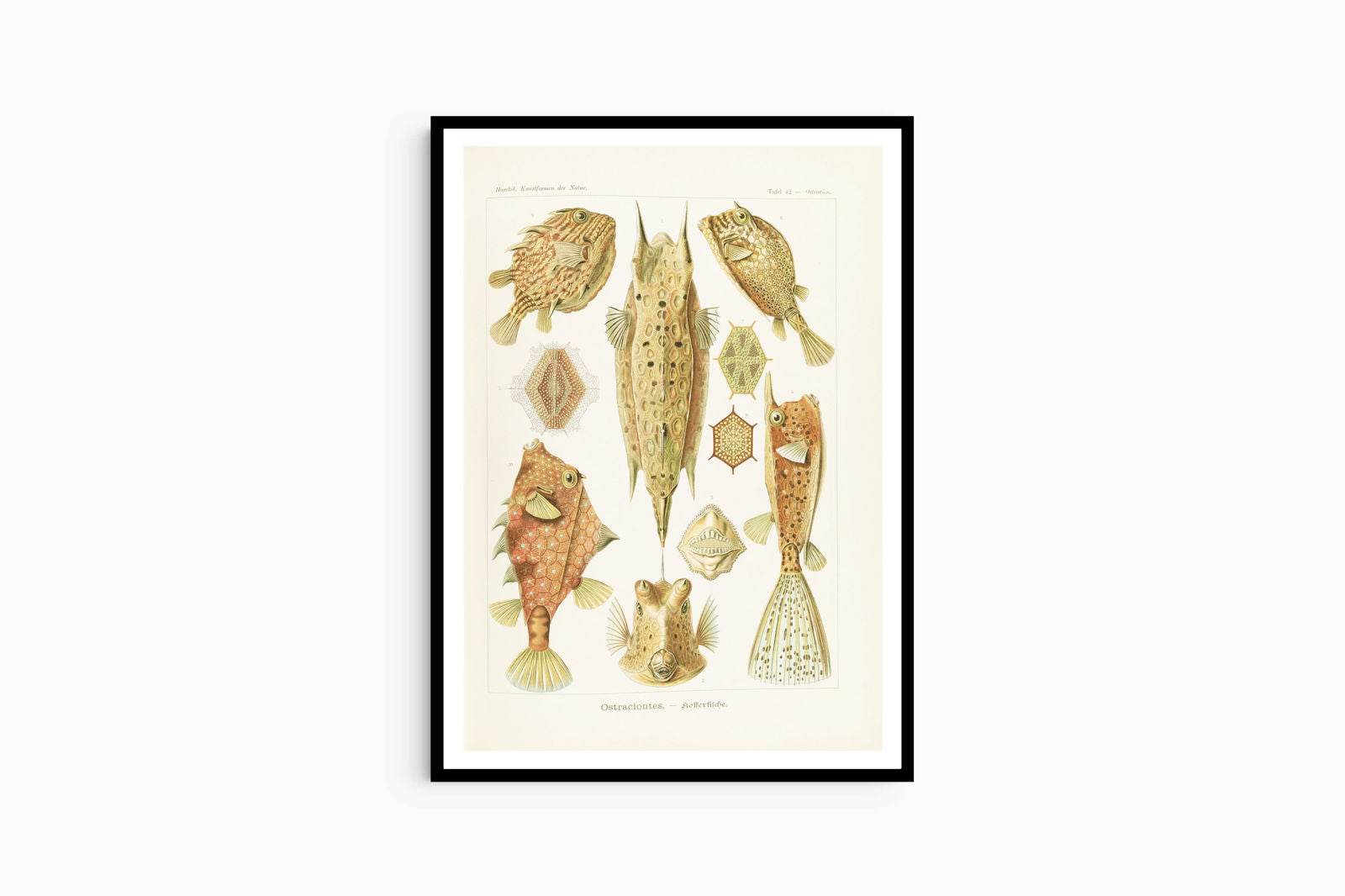 Ernst Haeckel - Ostraciontes 'Kofferfische' - Hakyarts