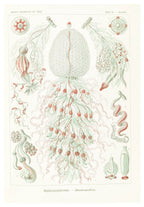 Ernst Haeckel - Siphonophorae 'Staatsquallen' - Hakyarts