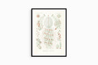 Ernst Haeckel - Siphonophorae 'Staatsquallen' - Hakyarts