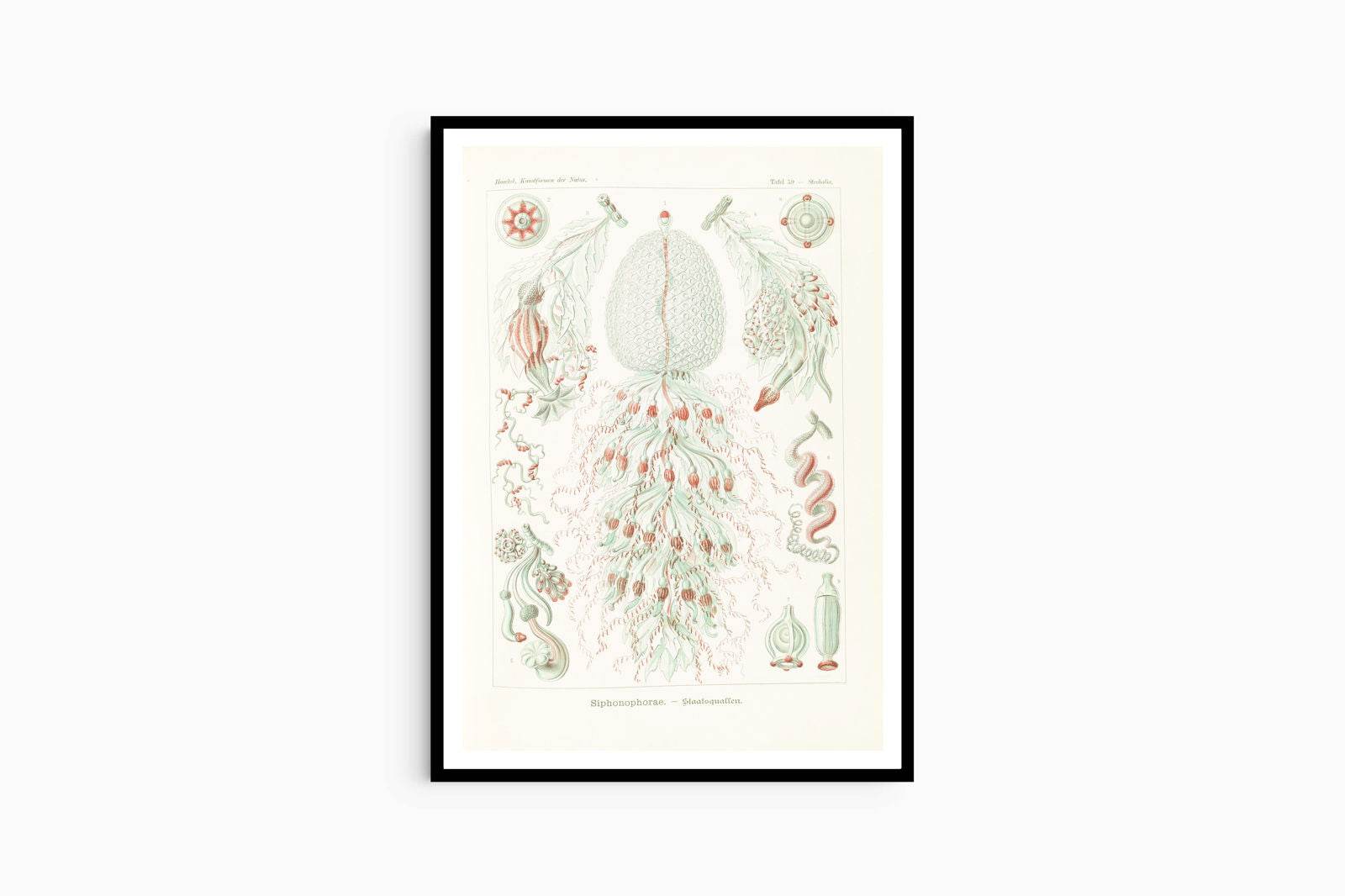 Ernst Haeckel - Siphonophorae 'Staatsquallen' - Hakyarts