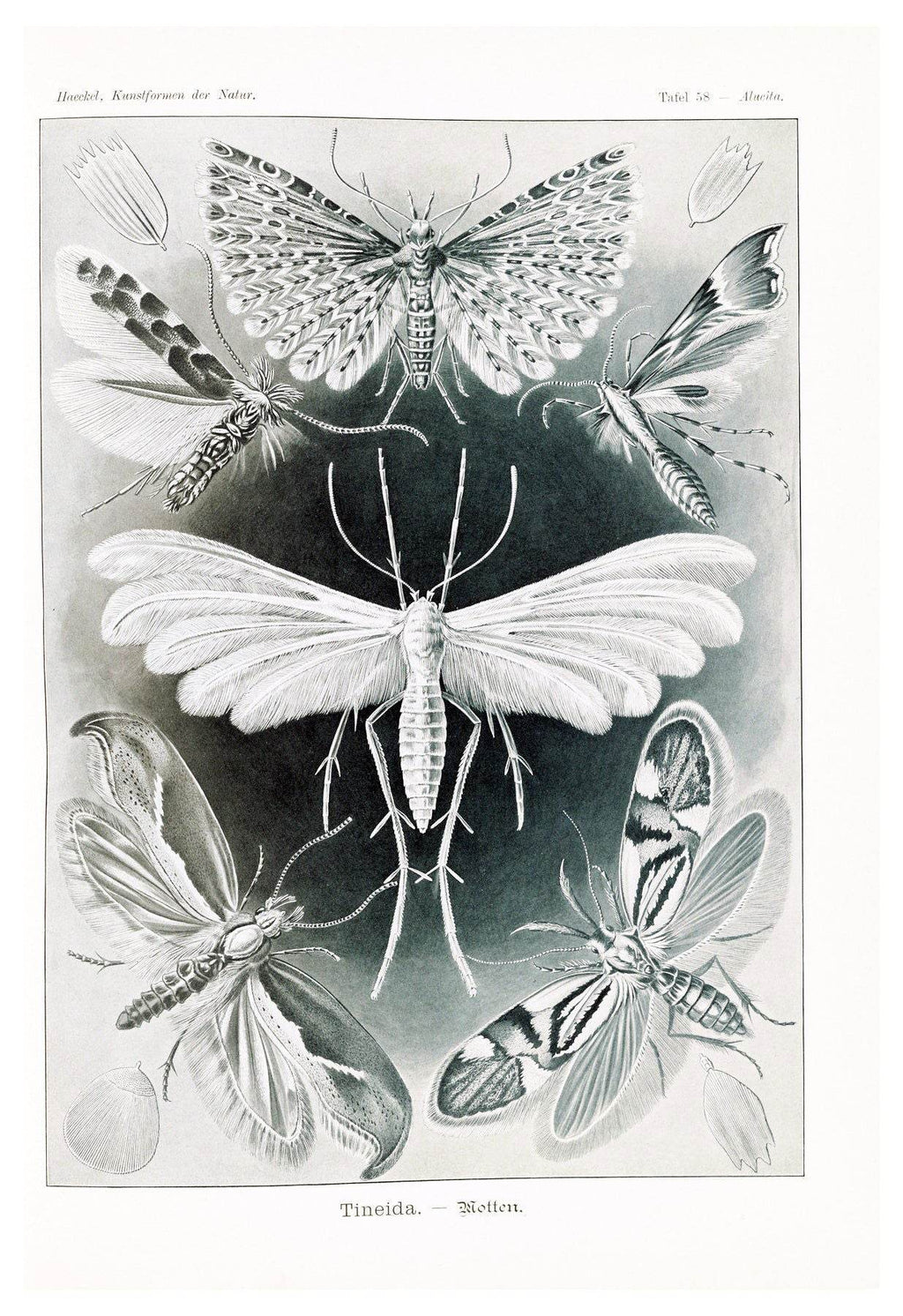 Ernst Haeckel - Tineida 'Motten' - Hakyarts