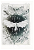 Ernst Haeckel - Tineida 'Motten' - Hakyarts