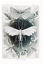 Ernst Haeckel - Tineida 'Motten' - Hakyarts