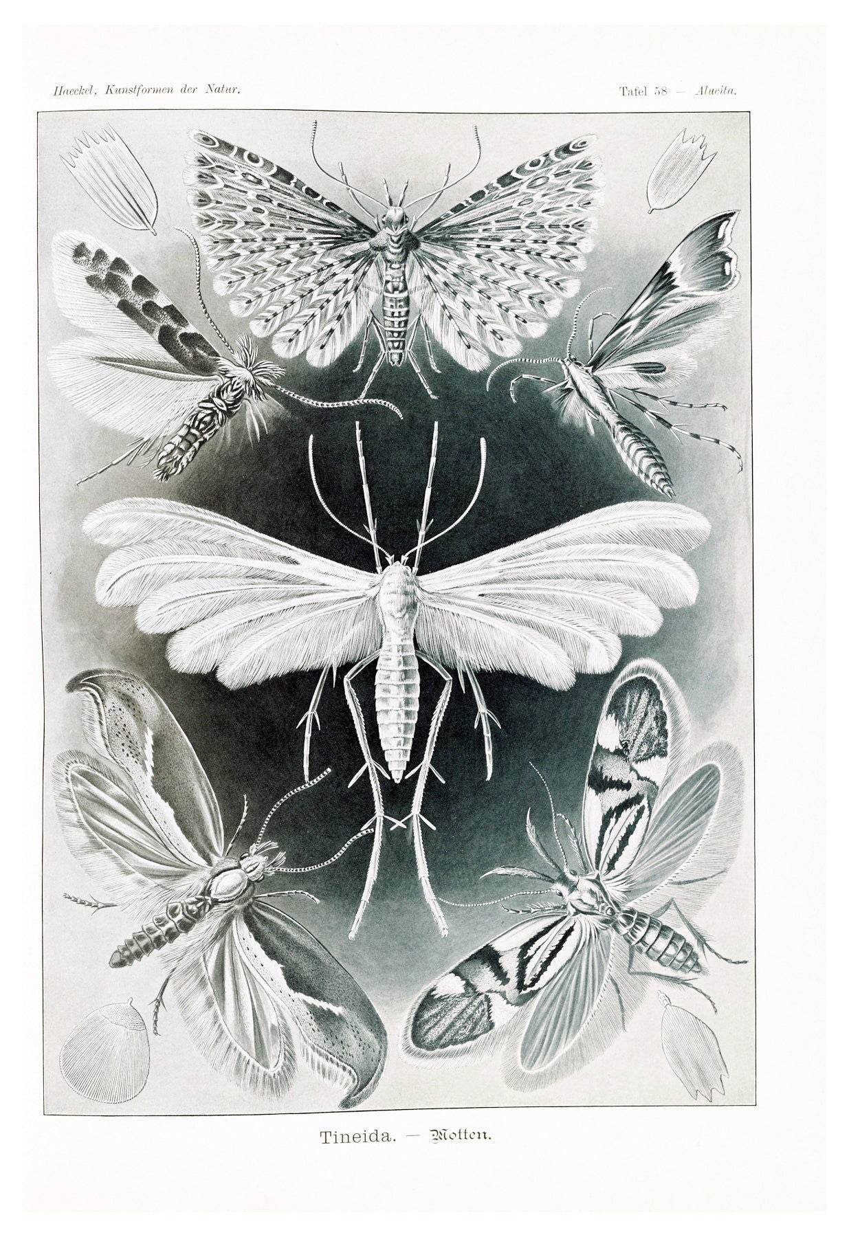 Ernst Haeckel - Tineida 'Motten' - Hakyarts