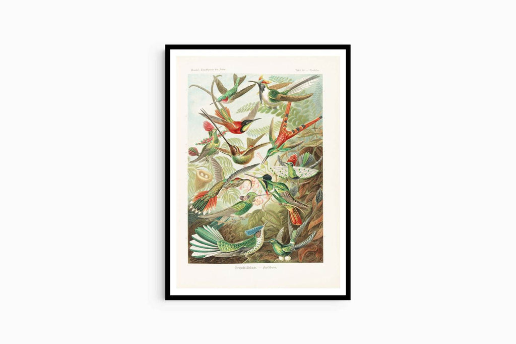 Ernst Haeckel - Trochilidae 'Kolibris' - Hakyarts