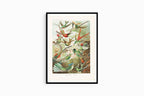 Ernst Haeckel - Trochilidae 'Kolibris' - Hakyarts