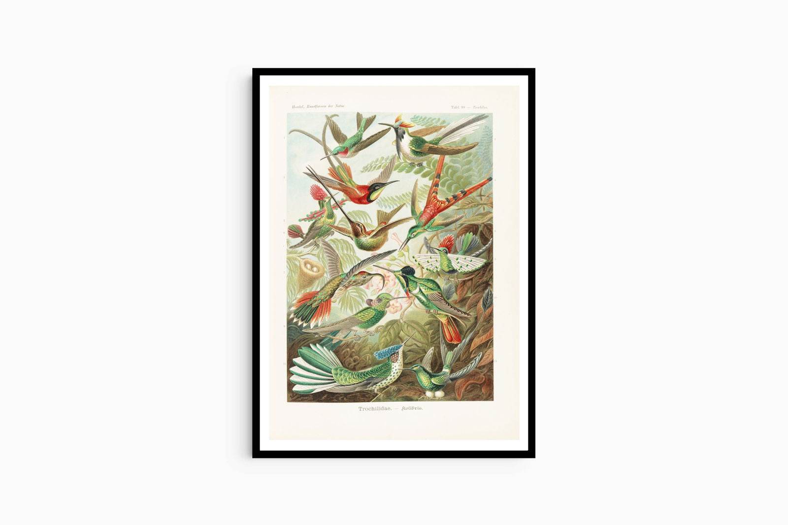Ernst Haeckel - Trochilidae 'Kolibris' - Hakyarts