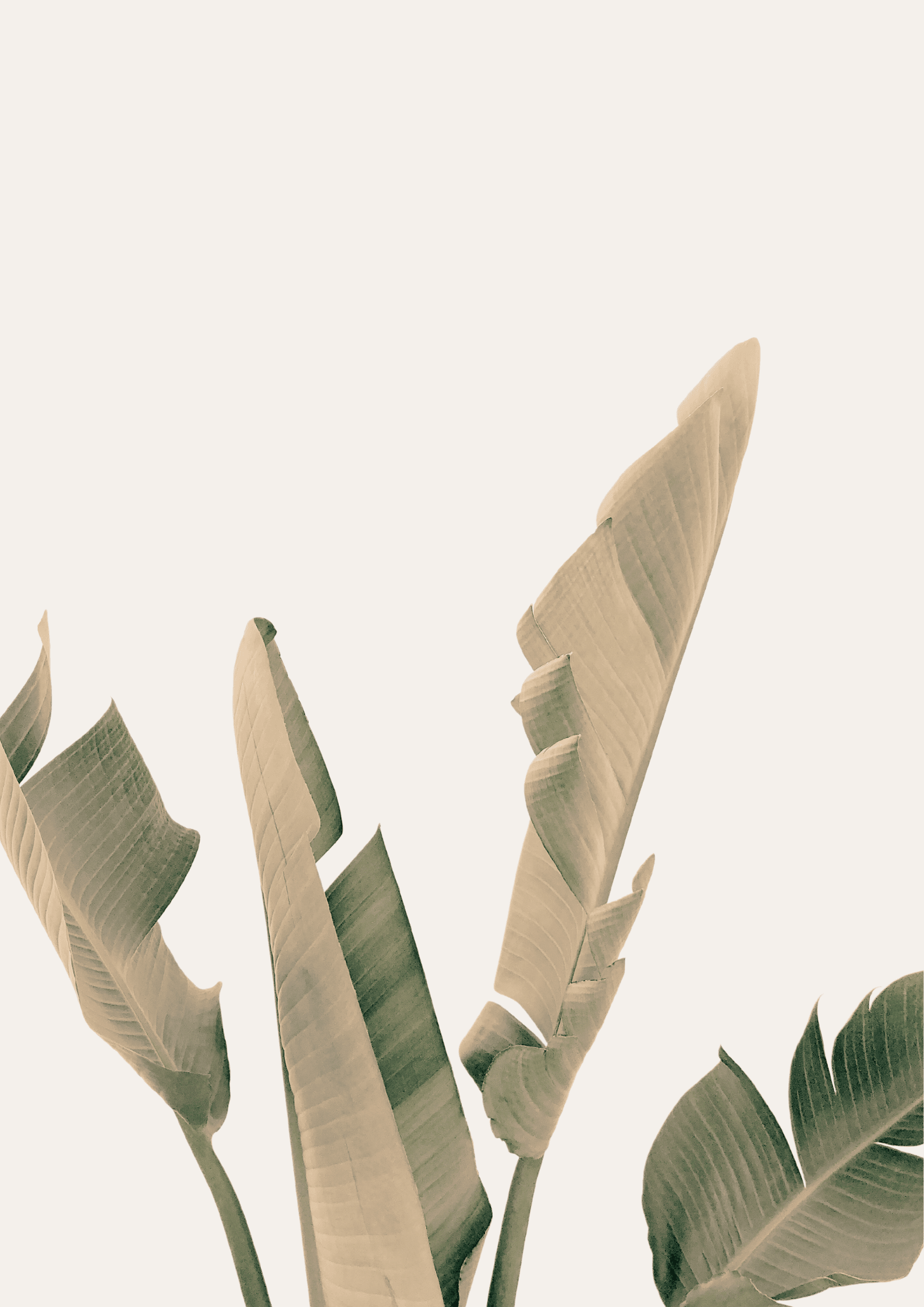 Etheral Leaves Poster - Hakyarts