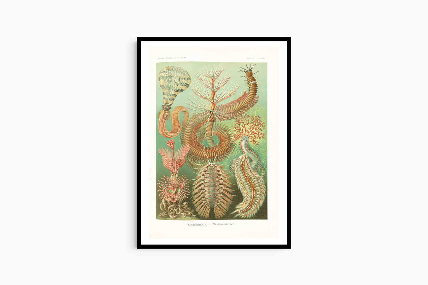 Ernst Haeckel - Chaetopoda 'Borstenwürmer'