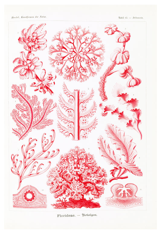 Ernst Haeckel - Florideae 'Rotalgen'