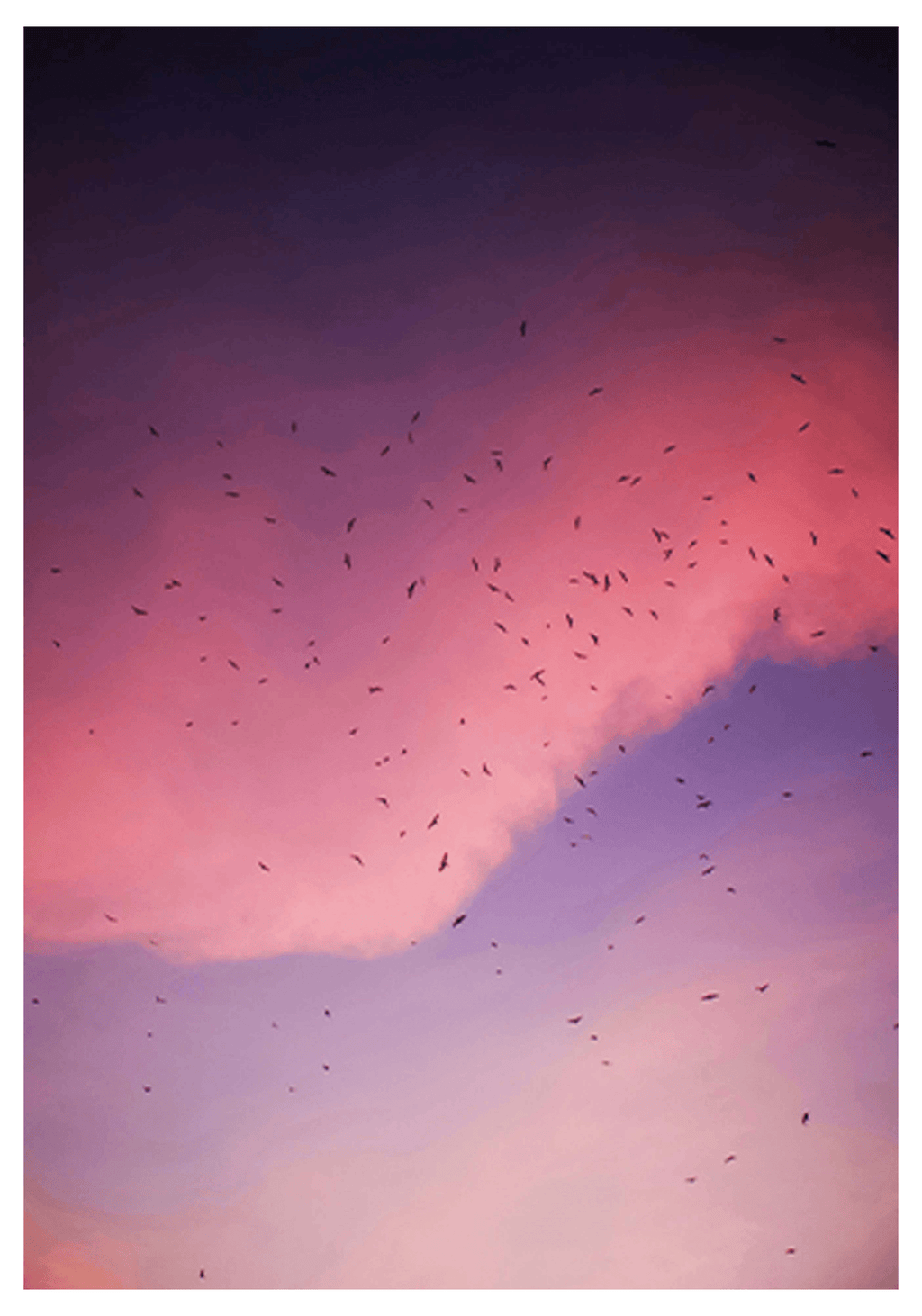 Flying Birds Poster - Hakyarts