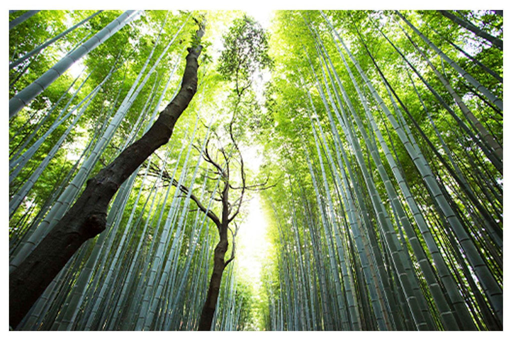 Forest Beauty Poster - Hakyarts