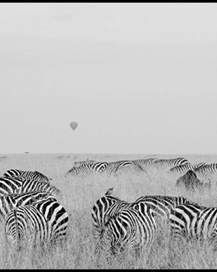 Gazing Zebras Poster - Hakyarts