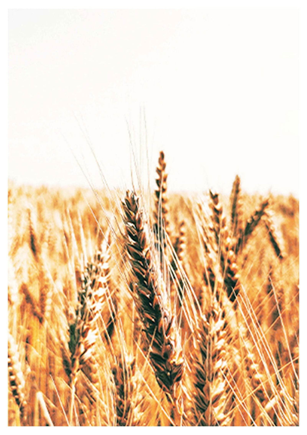 Golden Wheat Field No 1 Poster - Hakyarts