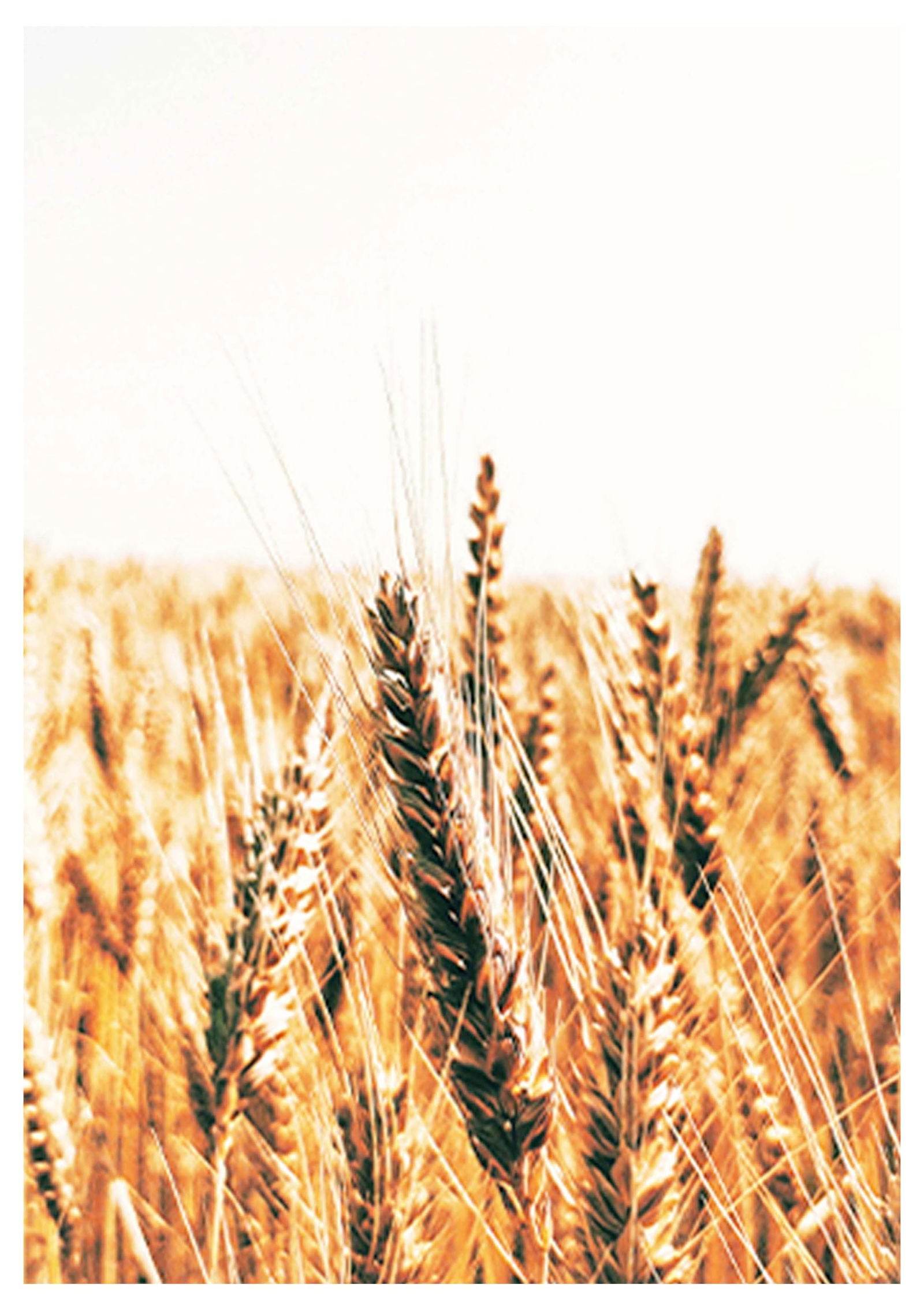 Golden Wheat Field No 1 Poster - Hakyarts