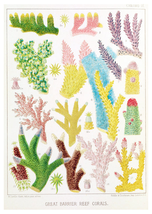 William Saville-Kent - Great Barrier Reef Corals III
