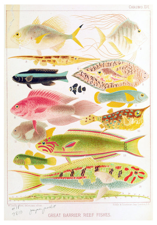 William Saville-Kent - Great Barrier Reef Fishes II