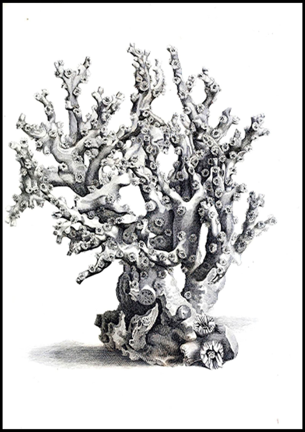 Grey Coral Poster - Hakyarts