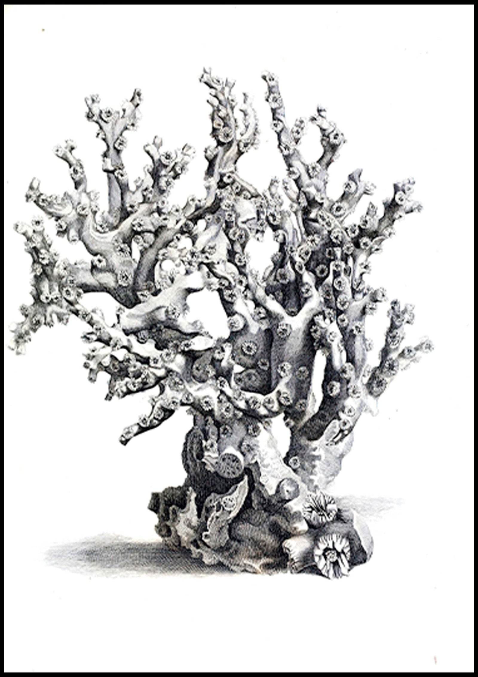 Grey Coral Poster - Hakyarts