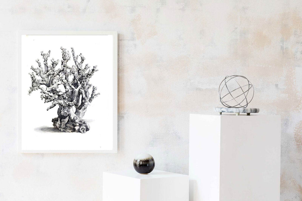 Grey Coral Poster - Hakyarts