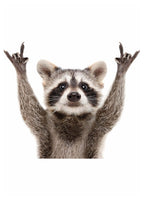 Hi Racoon !
