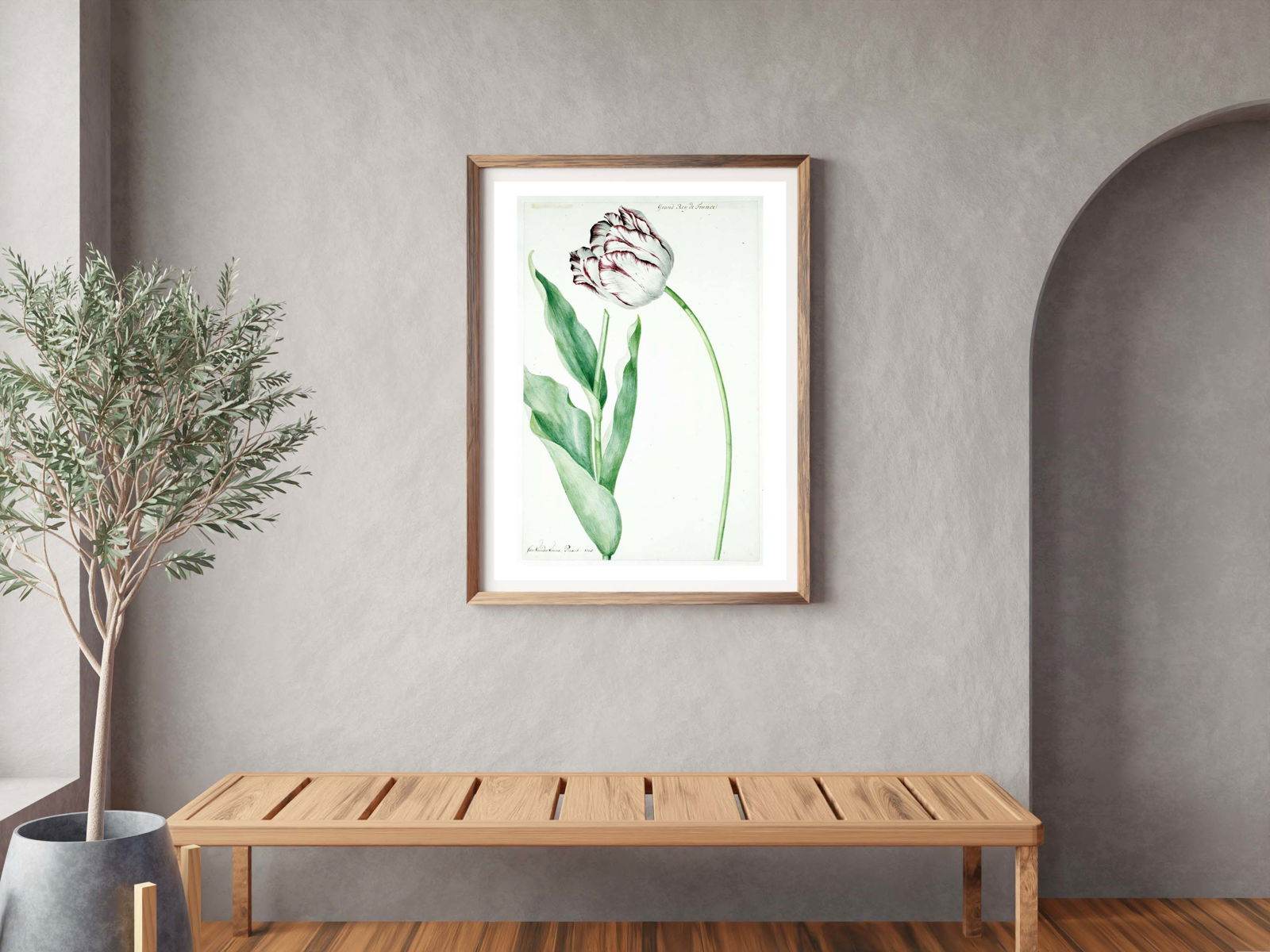 Jan Laurensz - Tulip Grand Roy de France - Hakyarts