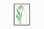 Jan Laurensz - Tulip Grand Roy de France - Hakyarts