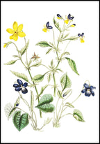 Set of 2 The Ladies’ Flower-Garden of Ornamental Annuals | Jane Loudon Botanical Illustration Art Prints