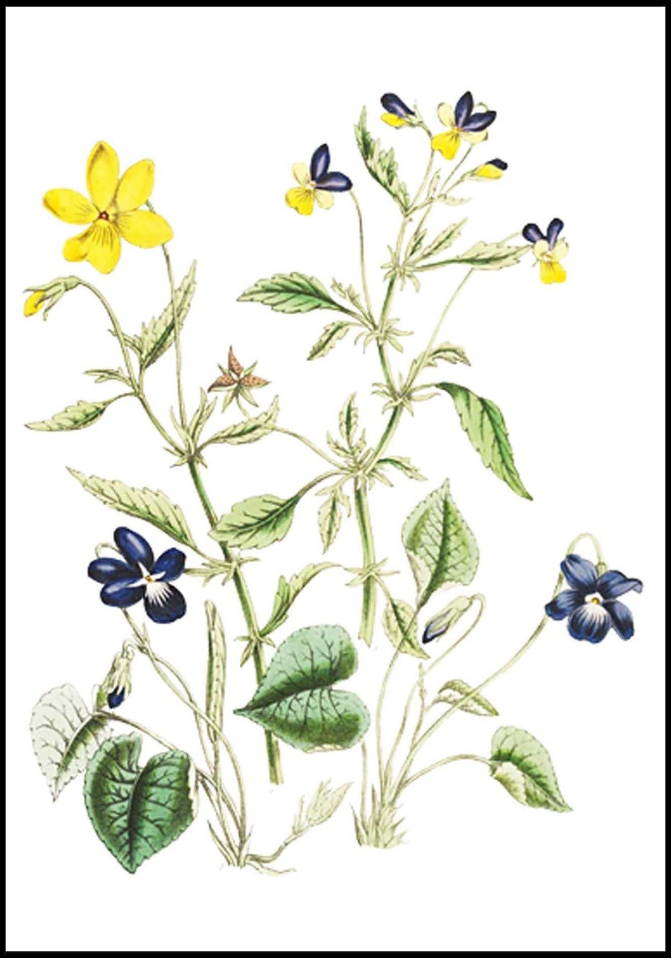 Set of 2 The Ladies’ Flower-Garden of Ornamental Annuals | Jane Loudon Botanical Illustration Art Prints