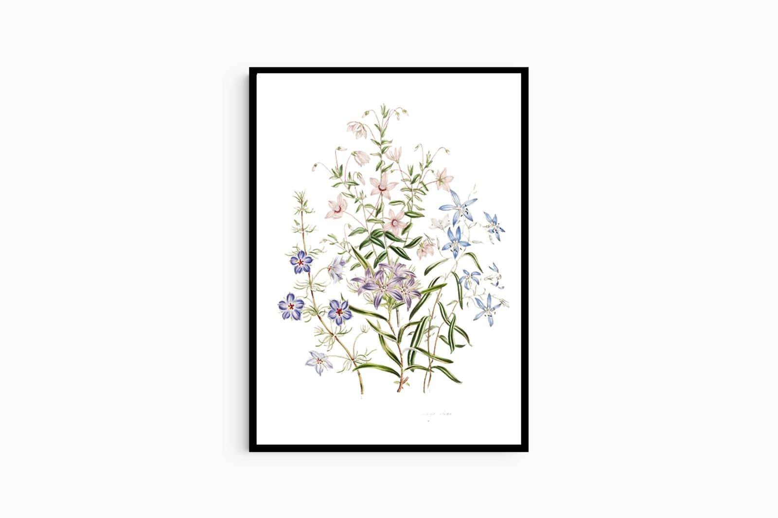 Jane Loudon - The Ladies' Flower-Garden of Ornamental Annuals - Hakyarts