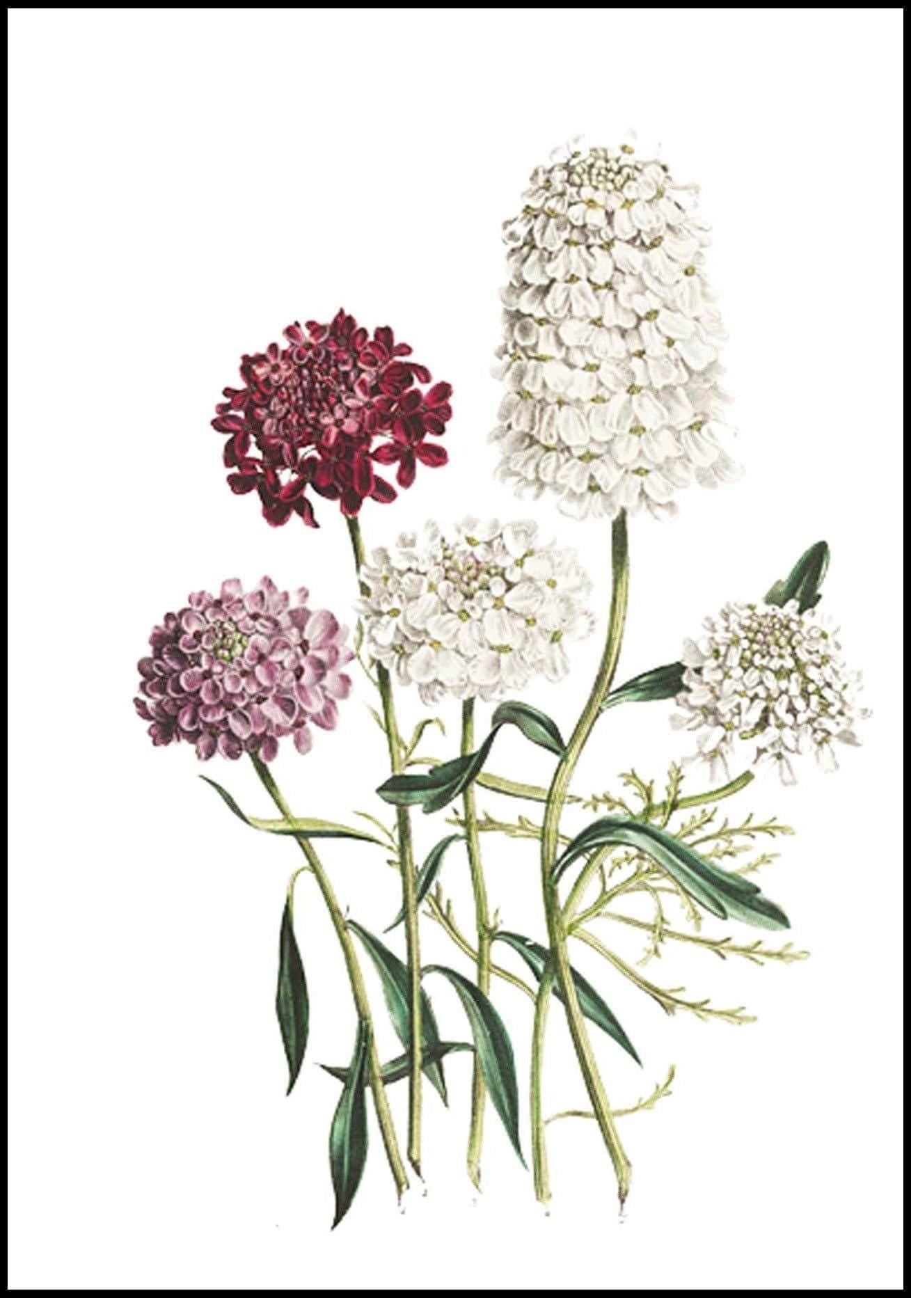 Set of 2 The Ladies’ Flower-Garden of Ornamental Annuals | Jane Loudon Botanical Illustration Art Prints