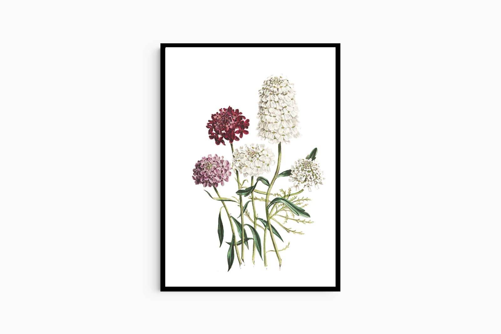 Jane Loudon - The Ladies' Flower-Garden of Ornamental Annuals - Hakyarts