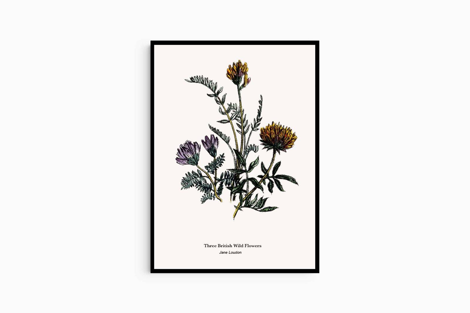 Jane Loudon - Three British Wild Flowers Poster