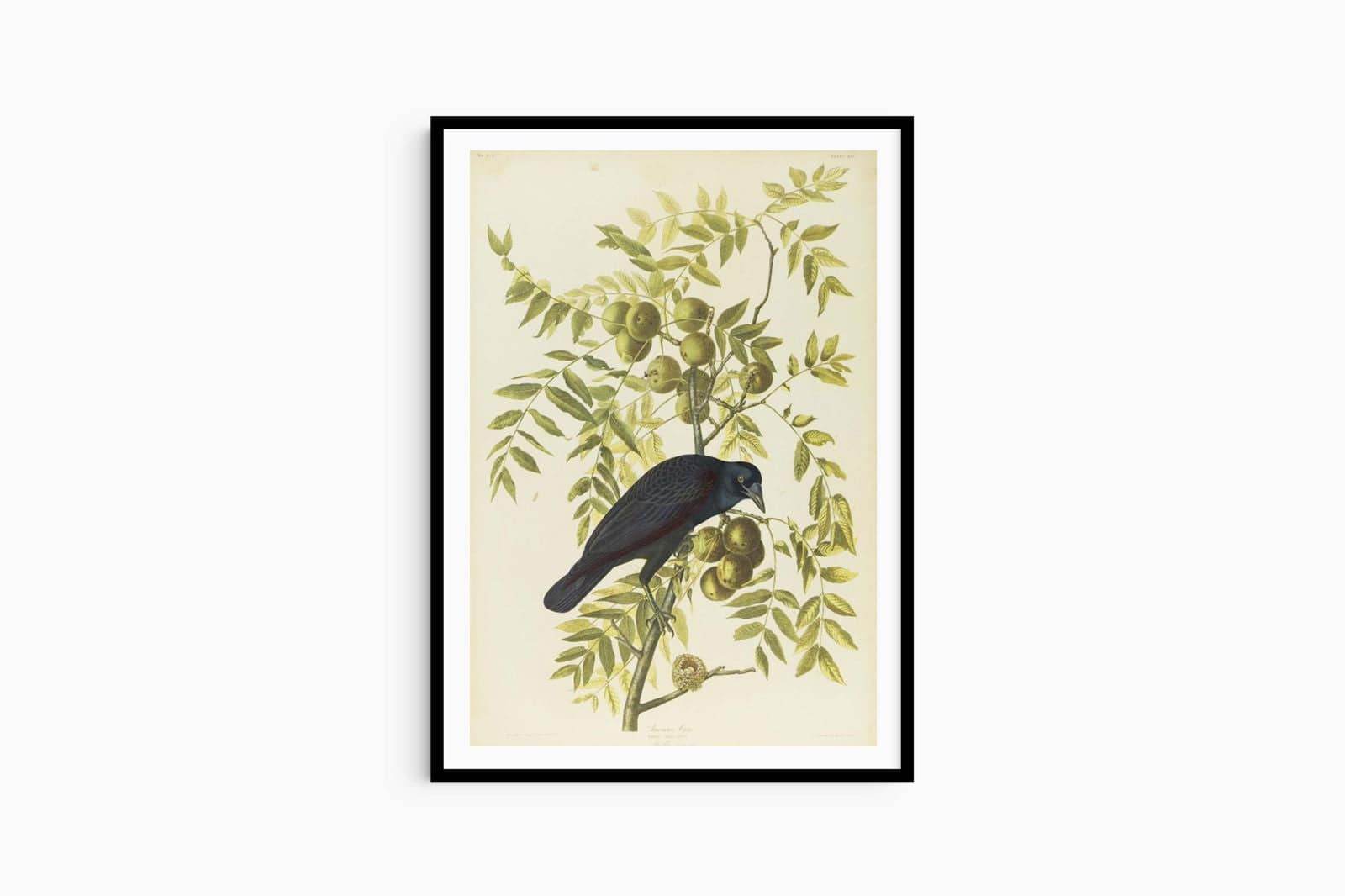 John James Audubon - American Crow - Hakyarts