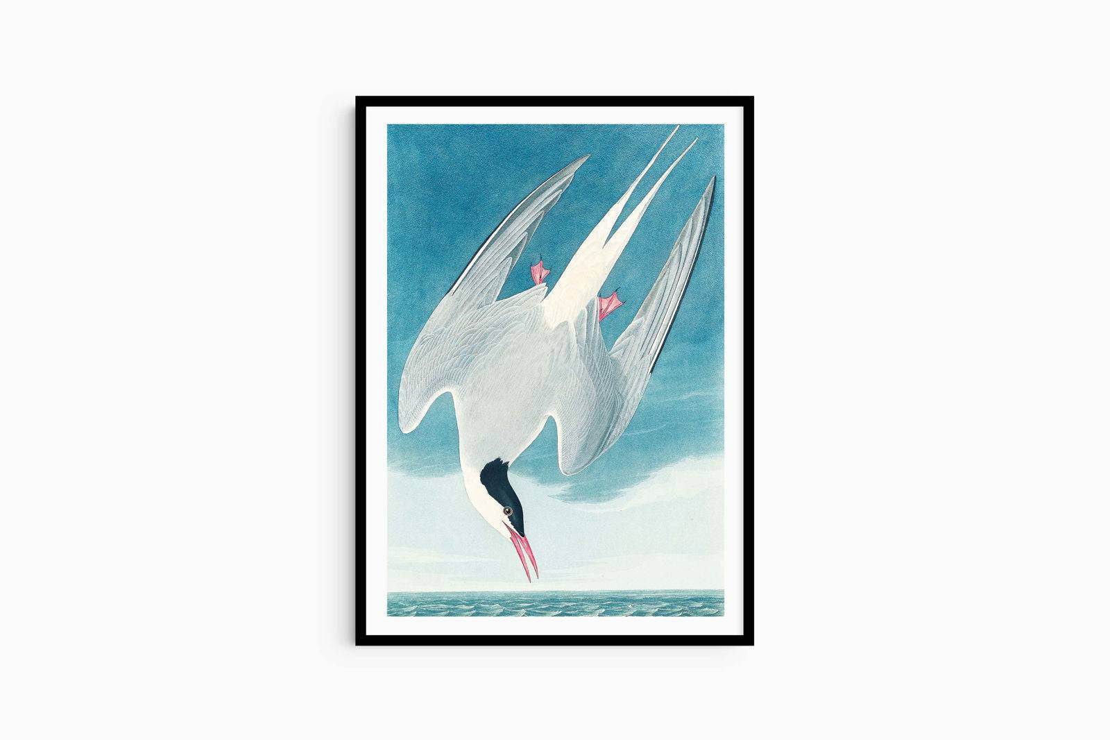 John James Audubon - Artic Tern - Hakyarts