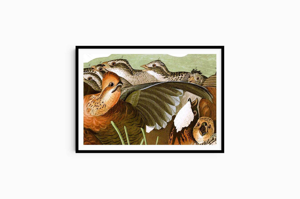 John James Audubon - Birds of America - Hakyarts