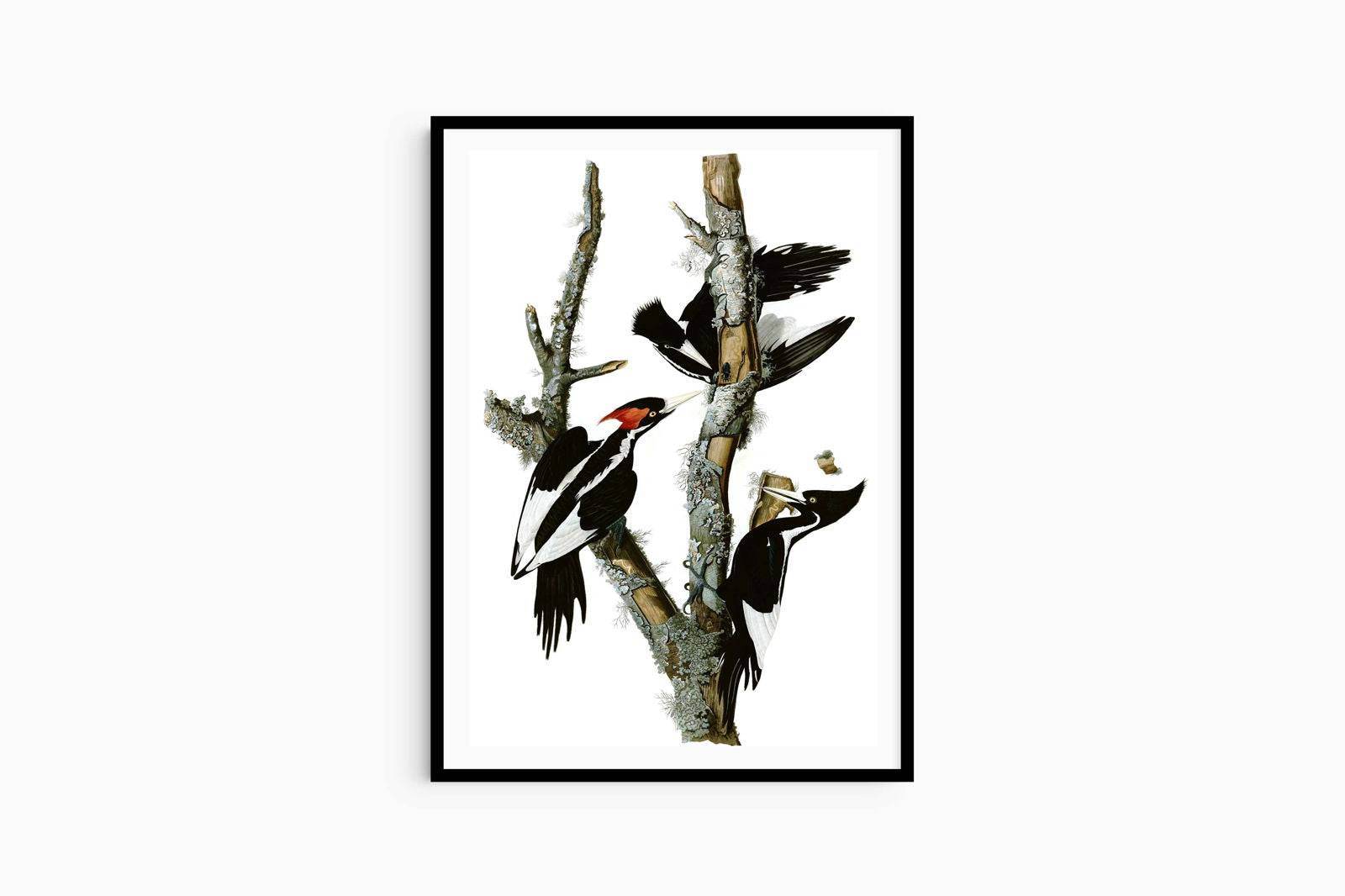 John James Audubon - Campephilus Principalis - Hakyarts