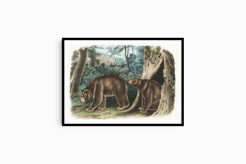 John James Audubon - Cinnamon Bear - Hakyarts
