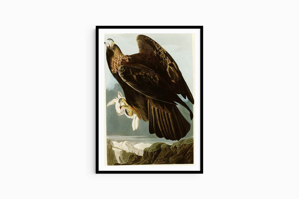 John James Audubon - Golden Eagle - Hakyarts