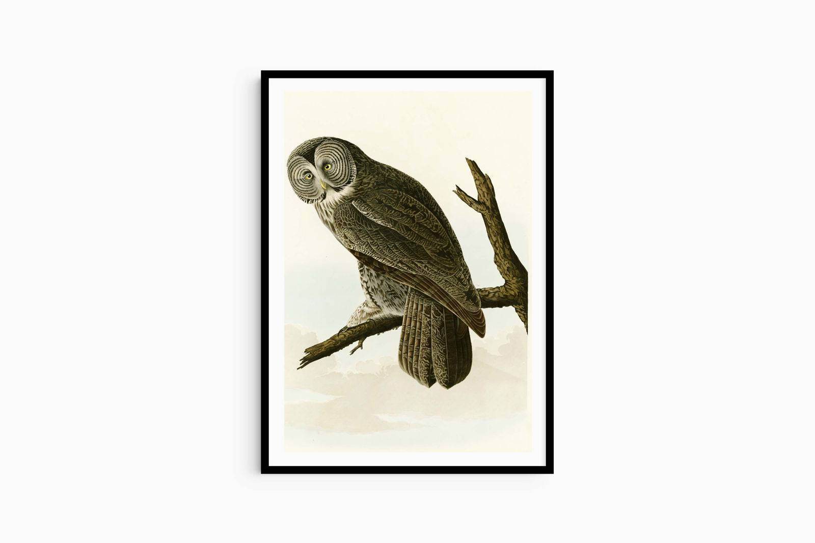 John James Audubon - Great Cinereous Owl - Hakyarts