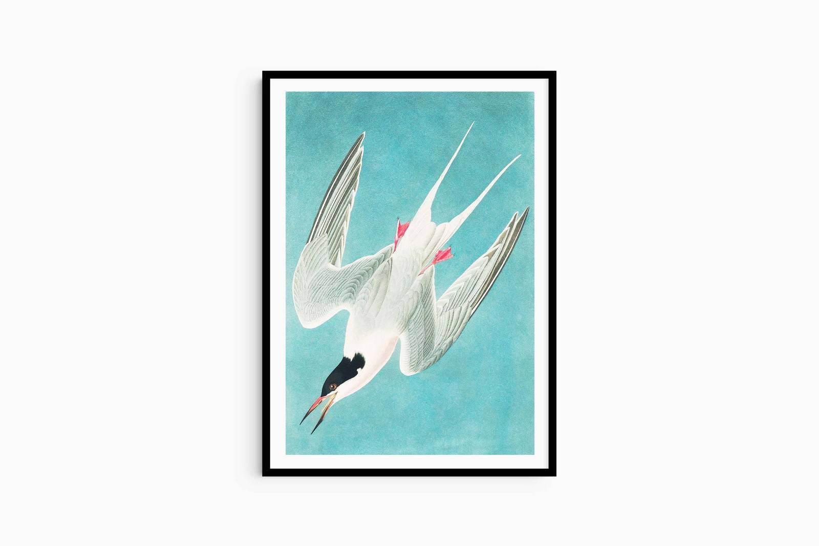 John James Audubon - Roseate Tern - Hakyarts