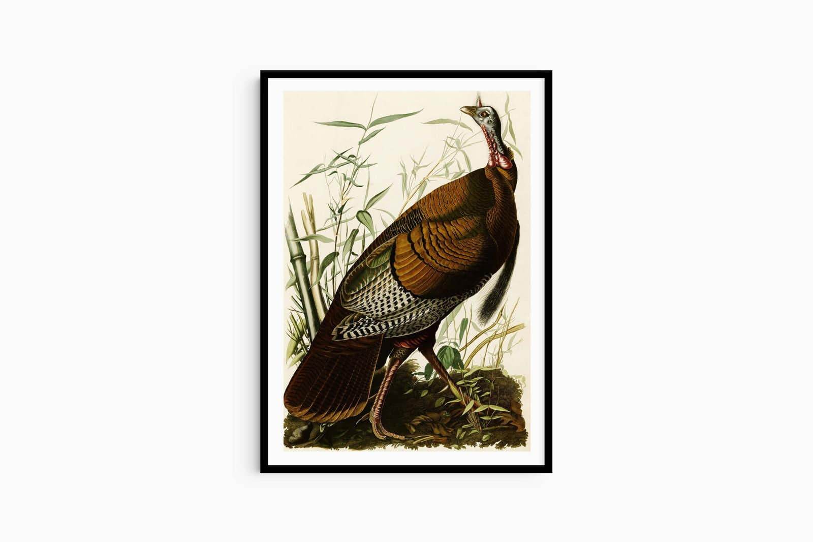 John James Audubon - Wild Turkey - Hakyarts