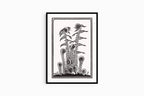 Julie de Graag - Ferns - Hakyarts