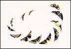 Kamisaka Sekka - Vintage Butterfly - Hakyarts