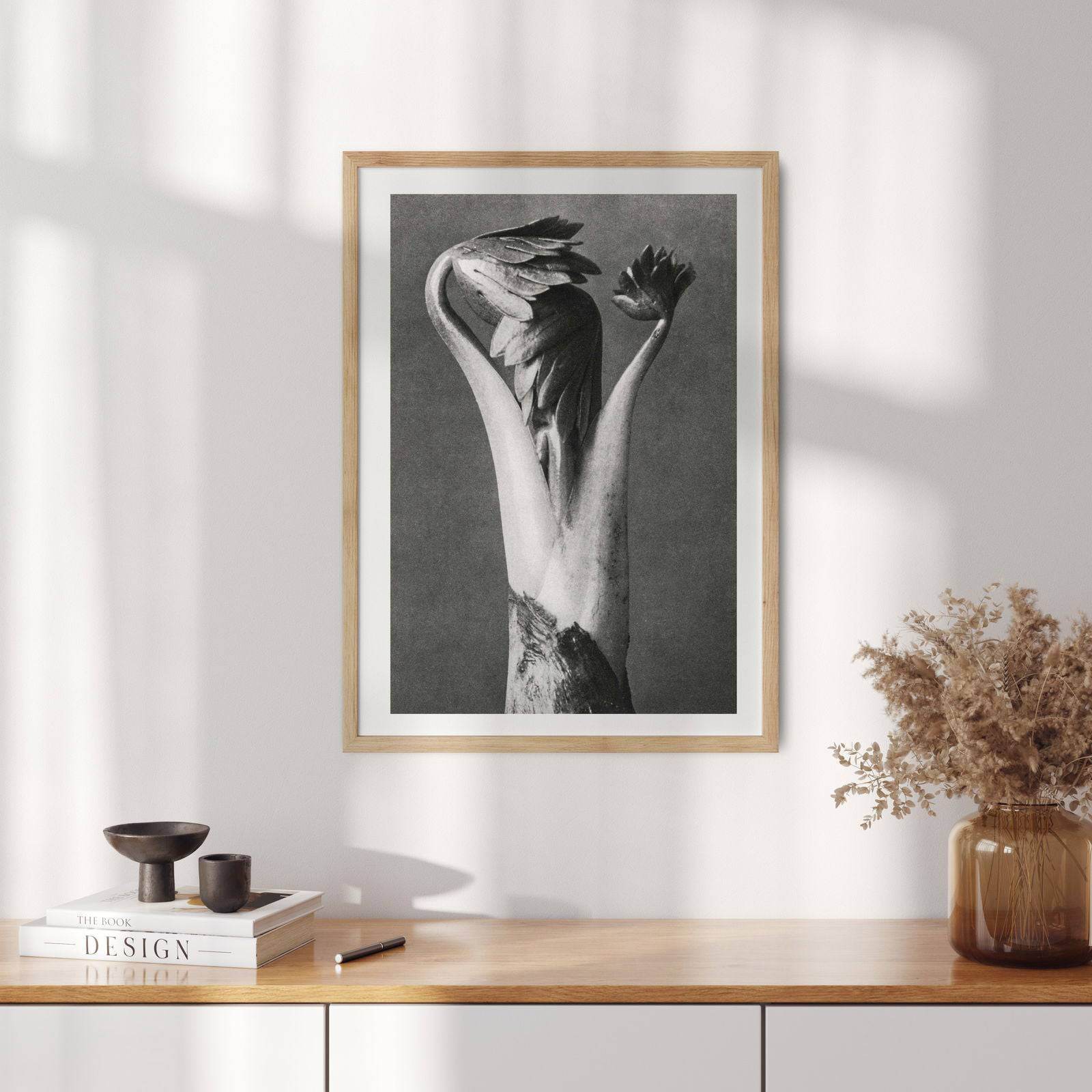 Karl Blossfeldt - Aconitum - Hakyarts