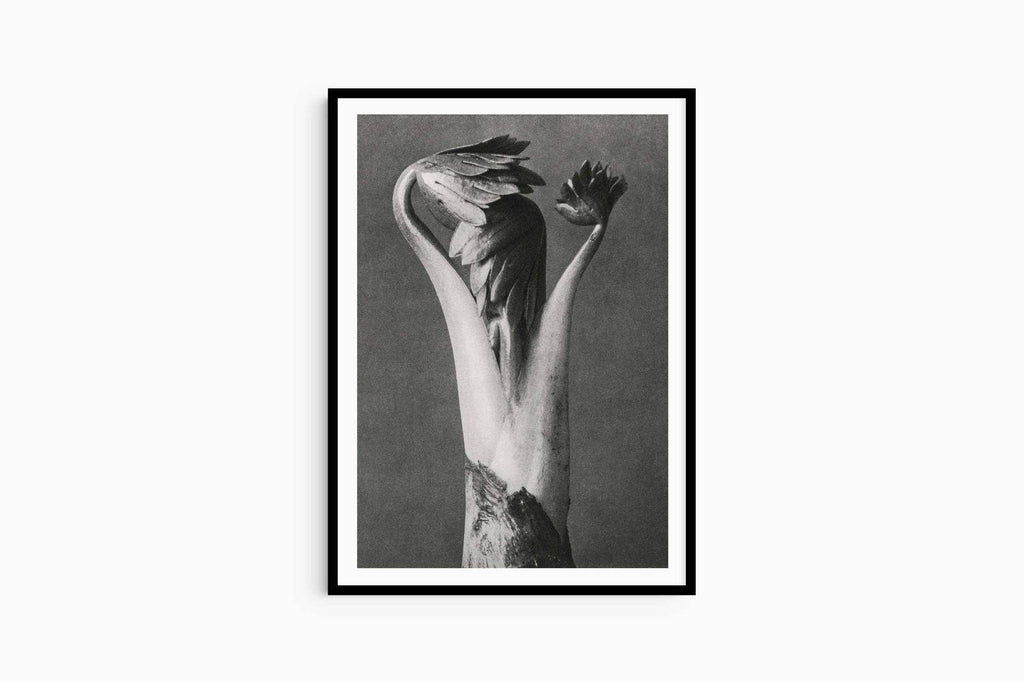 Karl Blossfeldt - Aconitum - Hakyarts