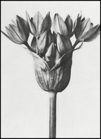 Set of 2 Wall Art Prints – Klein-Inspired Blue Abstract & Karl Blossfeldt Botanical Photography Collection
